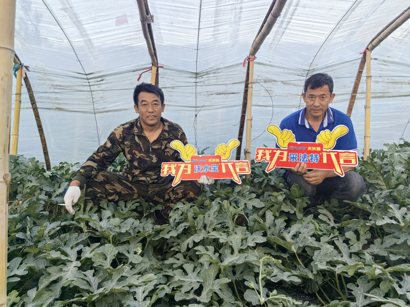 微生物菌劑的作用與功效，一起剖析