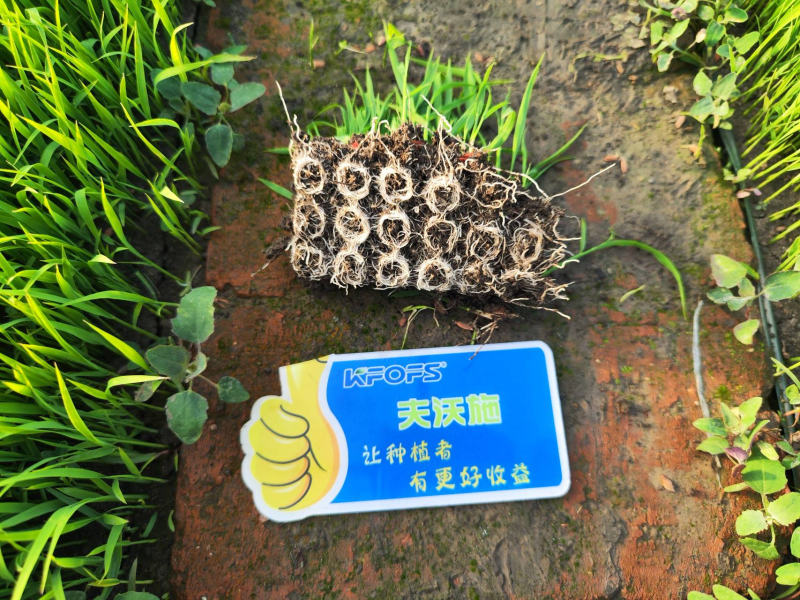 生根劑的正確使用方法，看完漲知識(shí)