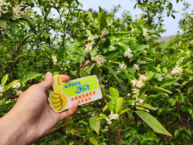 柑橘開花期需要施什么肥？