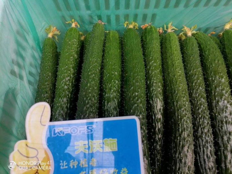 黃瓜幼苗期應(yīng)該施什么肥？