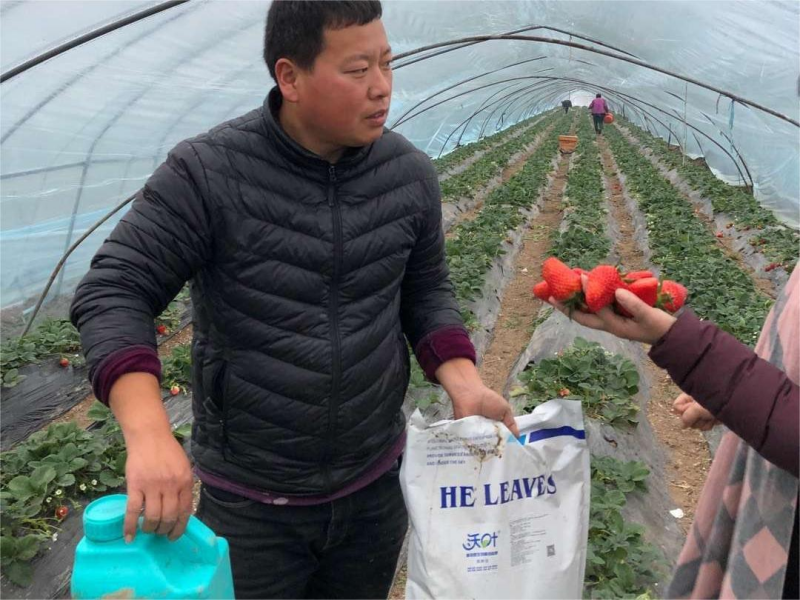草莓上什么肥料結(jié)的好？