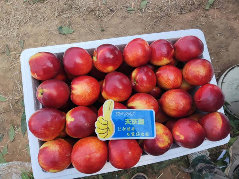 桃樹春季施肥時(shí)間和方法