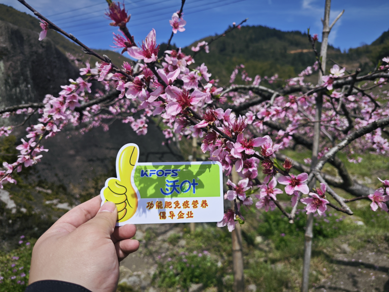 ?；ū９~面肥配方