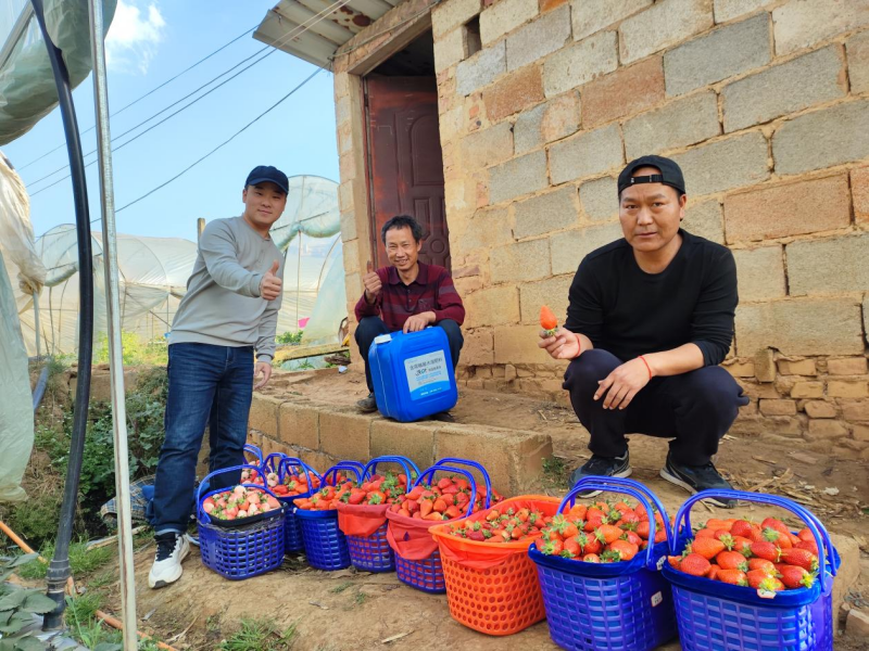 草莓怎么種植方法